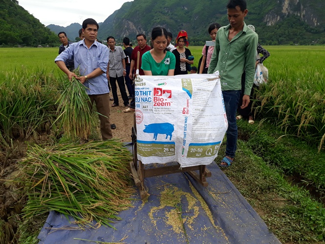 Giống nếp lai năng suất 9,6 tấn/ha