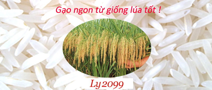 Tiêu chuẩn gạo của Trung Quốc 